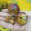 high efficiency functional fruit quince /apricot pitting olive seed pitting removing machine for sale