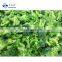 Sinocharm BRC A Approved High Quality Frozen Vegetable IQF Cut Broccoli Floret Frozen Broccoli