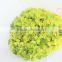 Colorful best sell fresh cut green Euphorbia formosana Hayata
