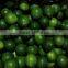 NEW GREEN LEMON / LIME HARVEST IN VIETNAM 2016 WITH BEST PRICE AND GOOD QUALITY