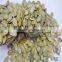 Health food of Snow White Pumpkin Kernel common cultivation natural food