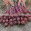 Canned beetroot diced