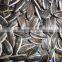 sunflower seeds 5009