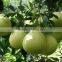 fruit importer fresh pomelo