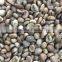 ROBUSTA COFFEE BEANS, HIGH QUALITY GOOD PRICES