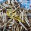 bamboo shoots slicing machine /restaurant vegetable slicing machine