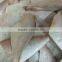 Frozen Leatherjacket Fish HGT
