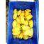 Professional manufacturer of Mango Peeling Machine, Mango Peeler, Mango Processer, Mango processing