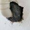 Rodent Control Steel Wool Fill Fabric DIY Kit