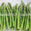 pollution-free food frozen asparagus IQF factory hot selling fitness equipment with fresh quality