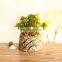 Hot Sale Korean Cactus Potted Suculentas Planta Mini Vaso Suculenta Plantas Artificiales Para Apared Succulent Plants With Pot