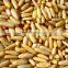 Free Samples Pine Nut Peeling Shell Cedar Pine Nut