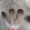 Grey Goose Feather for Wholesale From China