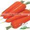 Shandong Fresh Red Carrot,Baby carrot,carrot seed