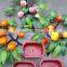 Factory Supply Making Artificial Bonsai for Indoor Decoration