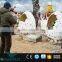 OAV3045 Life Size Animatronic Dinosaur Eggs