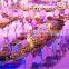 Royal wedding fish table 2015
