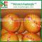 Fresh fruits/Chinese fruits/Fresh honey pomelo for sales