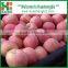 Fresh apple names all fruits fruit and vegetables apple prices