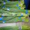 Garlic Shoot/ Garlic Leek