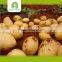 yellow fresh potato price per ton