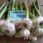 Best Price White Natural Fresh Garlic promotion