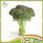 Broccoli Fresh Broccoli Hot Sale fresh green Broccoli