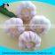 normal white fresh garlic size4.5cm