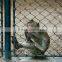 lowest price galvanized chain link fence factory in china