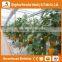 Heracles High quality customized glass greenhouse with hydroponic system