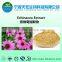 Echinacea Purpurea Extract Powder Great Stock And Free Sample