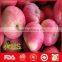 Export China fresh red fuji apples with great quality