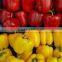FRESH BELL PEPPER +84963818434 whatsapp