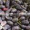 BRC,KOSHER,HALAL IQF fruits