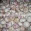 Common Cultivation Type and Fresh Style dry garlic