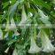 Bulk Supply White Crystalline Scopolamine-Powder-99%