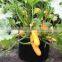 65 Gallon Smart Pot Garden Flower Planter Pot hydro for flower system smart non woven plant bag (1 gal to 1200 gal)