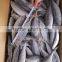 land frozen horse mackerel frozen 20cm +