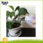 Meaty plant extrusion type plastic kids watering can