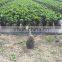 Ficus microcarpa ginseng bosnai