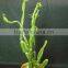 High Quality Cissus quadrangularis Powder For OEM