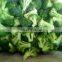 Frozen Broccoli New Winter Crop1-3cm 2-4cm 3-5cm 4-6cm IQF Frozen Broccoli