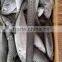 4-6 pcs per kg 20cm up horse mackerel