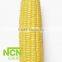 Steamed/Blanched IQF Frozen Waxy yellow corn cob