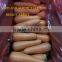 FRESH CARROTS IN VIETNAM WITH CHEAP PRICE
