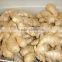 Organic ginger root at China ginger market price