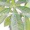 garden landscaping high imitation fortunate tree