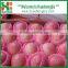 Top Quality Chinese 9kg-20kg carton fresh fuji apple