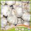 Bulk in Different Packing Fresh Garlic garlic white garlic