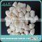 Dried Blanched Best Quality Sweet Apricot Kernel for Soup/Cooking/Bread